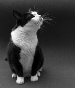 在一个黑暗的背景上的黑色和白色猫