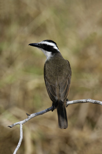 伟大的 kiskadee，pitangus sulphuratus