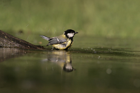 大山雀，parus 主要