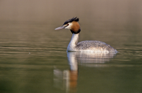 大朱鹮鷉，podiceps cristatus