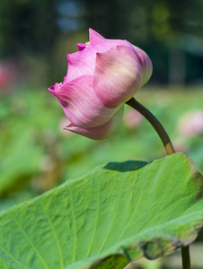 粉红色莲花