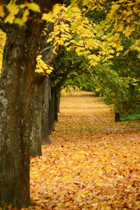 美丽的秋天森林，用 walkiing 的路径