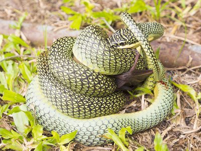 吃蝙蝠金树蛇在吃一只蝙蝠照片