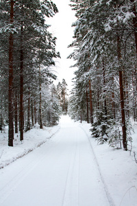 冬季森林和雪路