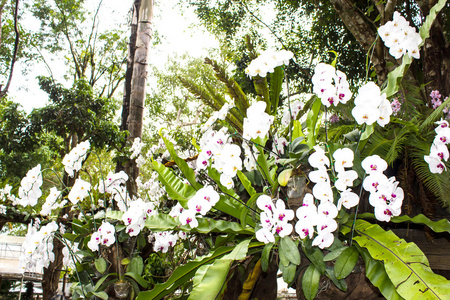 白色兰花从湄 fah 銮花园，位于茵董 泰国