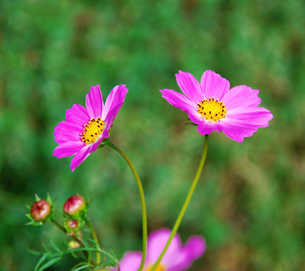 粉色雏菊