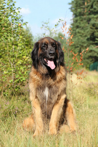 leonberger 狗，室外肖像