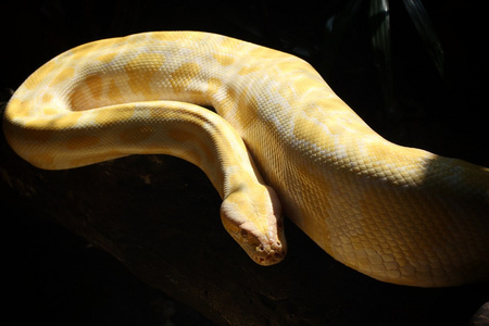 白化蛇