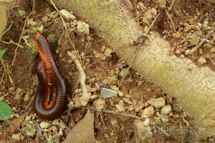 地面上的千足虫