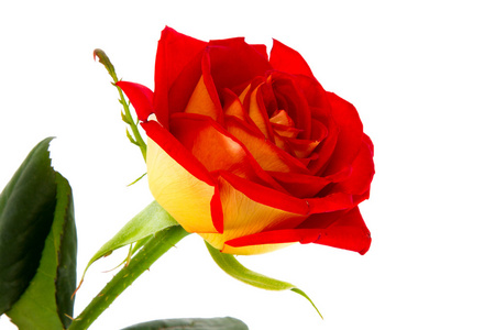 红玫瑰花蕾特写的形象