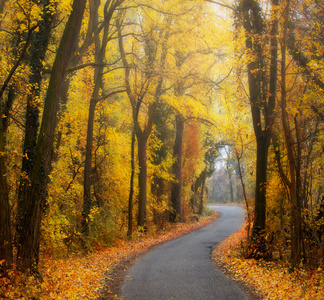 公路穿过秋天的森林照片