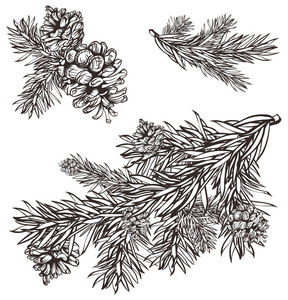 手工绘制的圣诞节设计圣诞分支和松松果