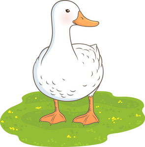 野鸭在绿色的草地上野鸭在绿色的草地上绿头鸭在草地上行走在绿色草地