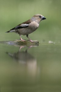 hawfinch，通赂 coccothrauste