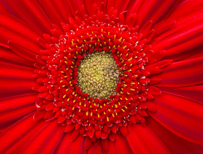 美丽的非洲菊花卉