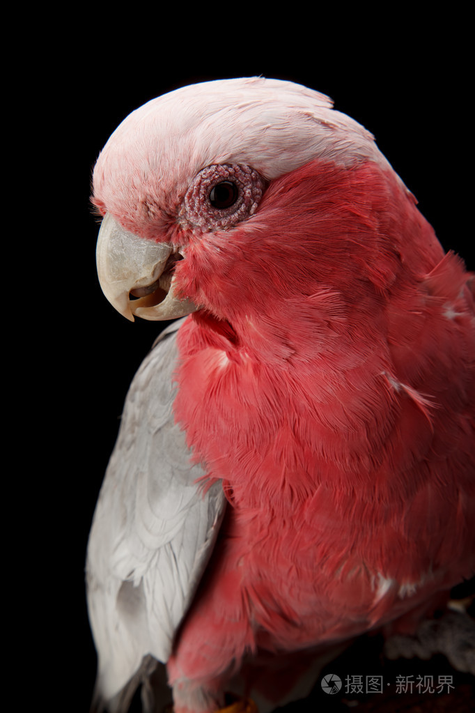 玫瑰胸鹦鹉粉红巴丹