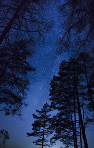 美丽的夜空，银河系与树木