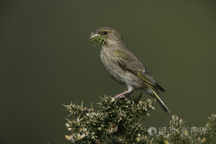 金翅雀黄雀虎尾
