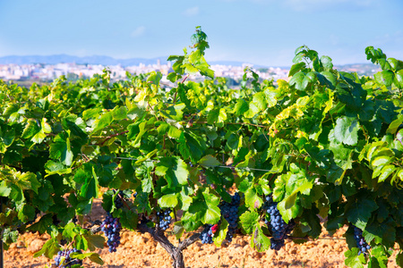 瓦伦西亚在瓦伦西亚省西班牙葡萄酒产区的 4