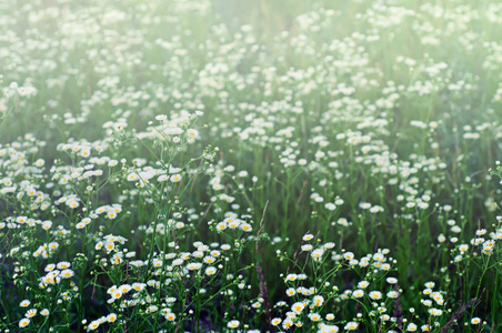 野甘菊花