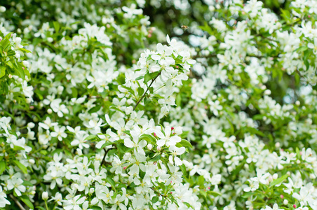 苹果树花