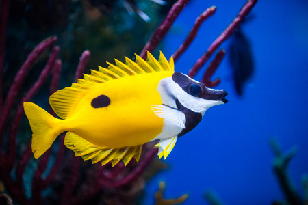 在盐水水族馆 onespot foxface 鱼油特写