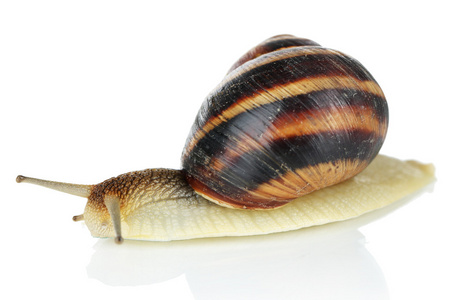 蜗牛在白色隔离