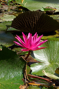 粉红色莲花盛开或池塘里的水中百合花开