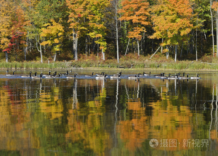 深秋的湖水鹅