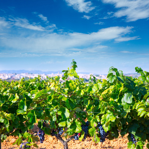 瓦伦西亚在瓦伦西亚省西班牙葡萄酒产区的 4