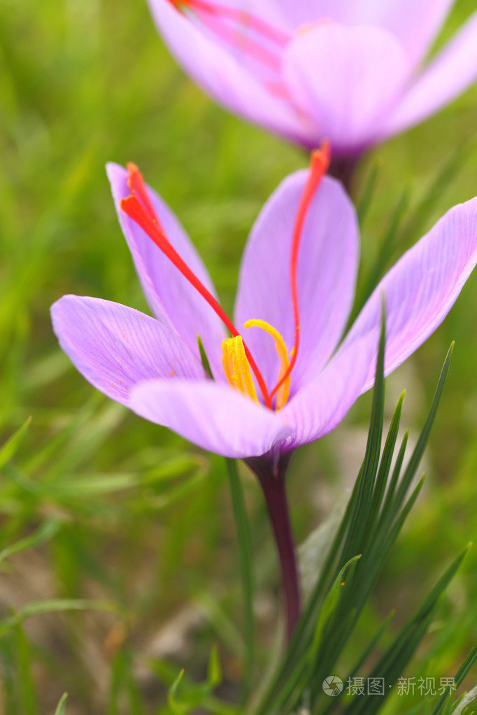 藏红花鲜花的领域