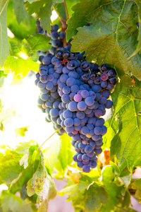 渤酿酒葡萄丰收的葡萄园原料准备