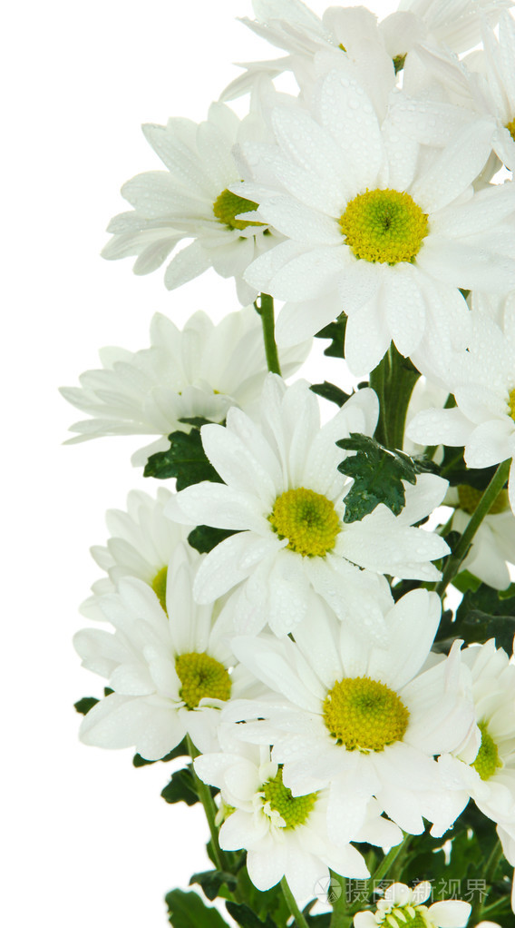 美丽的白菊花上白色孤立