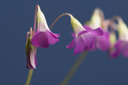 紫叶酢浆草 martiana 花