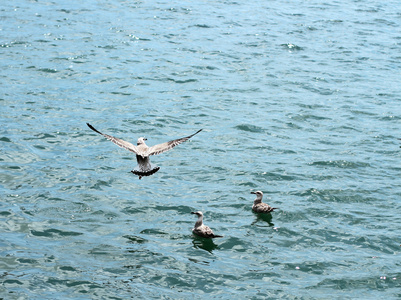 海鸥飞