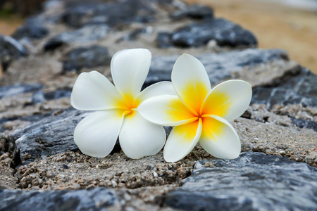 在石头上的鸡蛋花，白色和黄色花朵