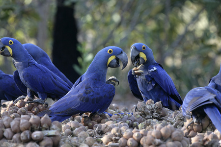 风信子金刚鹦鹉，鹦鹉 hyacinthinus