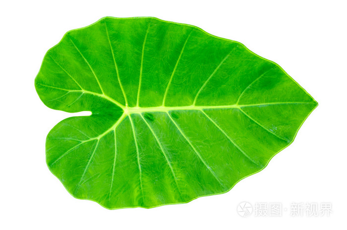 绿色花叶芋叶,大象耳朵