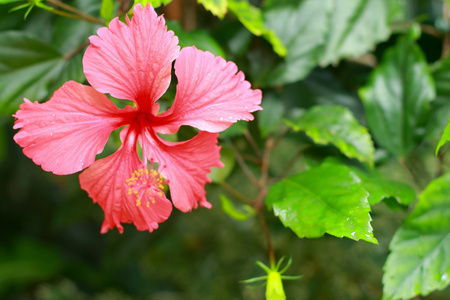 芙蓉花粉红色花