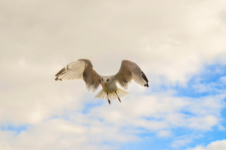 美丽只在海赫尔辛基飞翔的海鸥