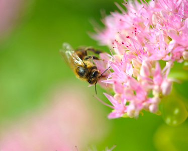 粉红色的花朵上的蜜蜂