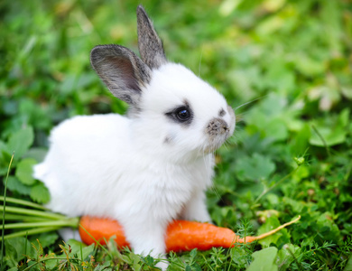 有趣的婴儿白兔子在草丛中的胡萝卜