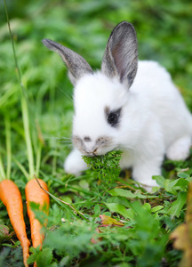 有趣的婴儿白兔子在草丛中的胡萝卜