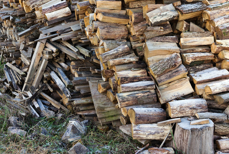 木柴堆木头在森林里图片