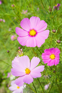 波斯菊花海