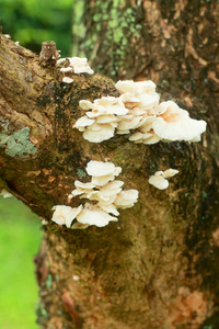 树上的白色蘑菇