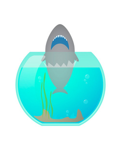 鱼缸里有一只鲨鱼