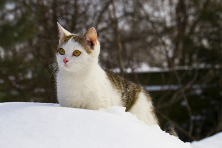 在雪中的猫