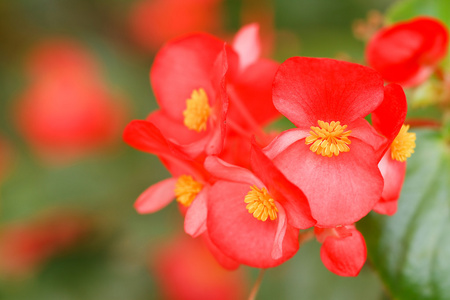 花园里的海棠花