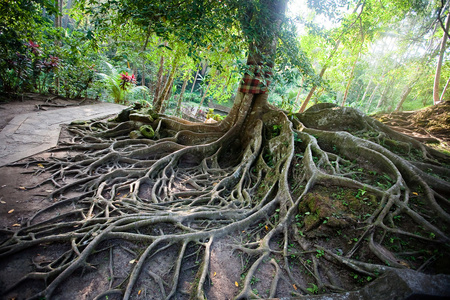 详细信息树的根图片